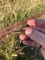 Pseudemoia rawlinsoni