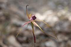 Caladenia heberleana
