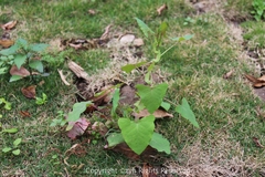 Persicaria perfoliata