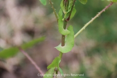 Persicaria perfoliata