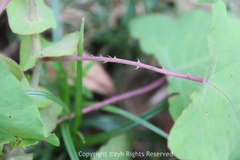 Persicaria perfoliata