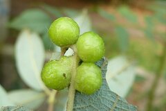 Euura pedunculi