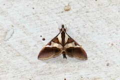 Dausara latiterminalis