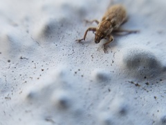 Microlarinus lypriformis