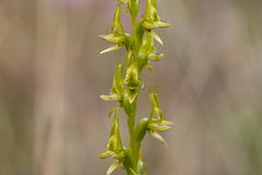 Prasophyllum gracile