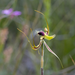 Caladenia lobata