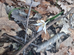 Colchicum hungaricum