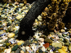 Holothuria leucospilota