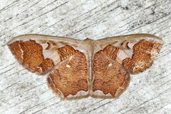 Zythos avellanea