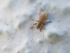 Microlarinus lypriformis