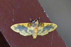 Pachynoa thoosalis