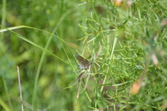 Plebejus argyrognomon