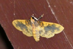 Pachynoa thoosalis