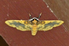 Pachynoa thoosalis