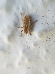 Microlarinus lypriformis