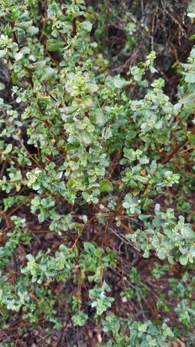 iNaturalist observation photo of Dicots
