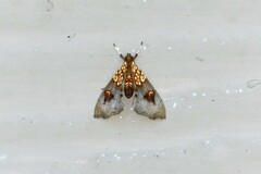 Agrotera lienpingialis