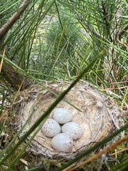 Hirundo neoxena