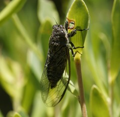 Physeema labyrinthica