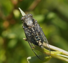 Physeema labyrinthica