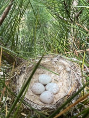Hirundo neoxena