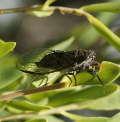 Physeema labyrinthica