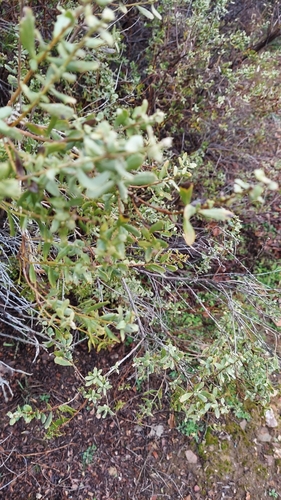 iNaturalist observation photo of Dicots