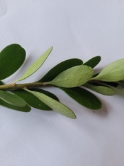 Melicytus orarius