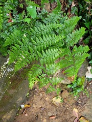 Microlepia nepalensis