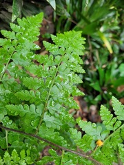 Microlepia nepalensis