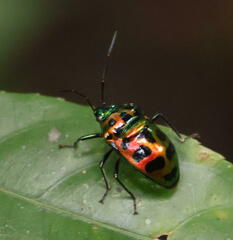 Chrysocoris