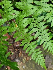 Microlepia nepalensis