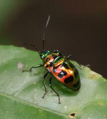 Chrysocoris