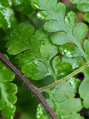 Microlepia nepalensis