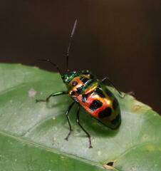Chrysocoris
