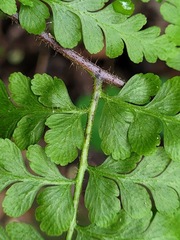 Microlepia nepalensis