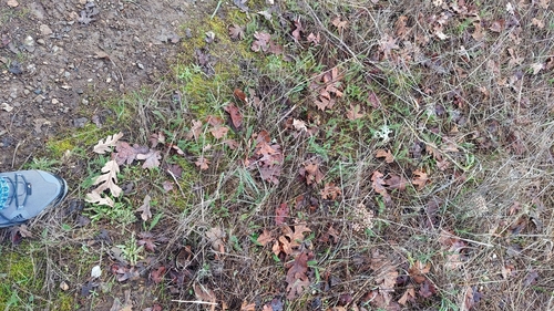 iNaturalist observation photo of Plants