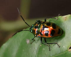 Chrysocoris