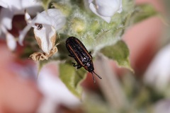 Microrhopala rubrolineata