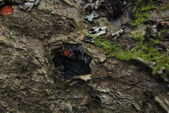 Polycephalomyces tomentosus