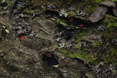 Polycephalomyces tomentosus