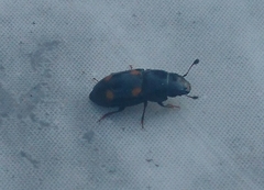 Glischrochilus hortensis