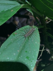 Scutigeromorpha