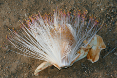 Barringtonia asiatica