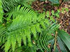 Microlepia nepalensis