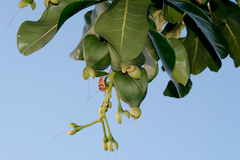 Barringtonia asiatica