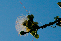 Barringtonia asiatica