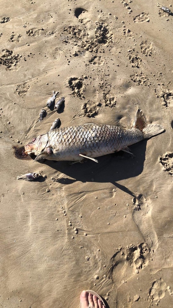 European Carp from Surfers Pde, Middleton, SA, AU on February 7, 2023 ...