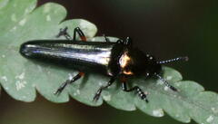 Tetraphala