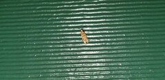 Lobesia xylistis